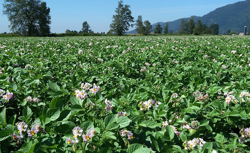 Canadian Potato Crop Update August 20, 2020 provided by the United Potato Growers of Canada
